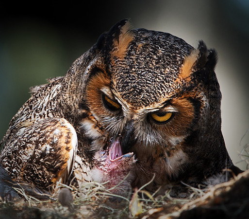Female Great Horned Owl Feeding Its Newly Hatched Owlet