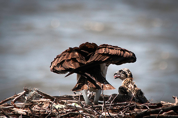 Osprey Chick