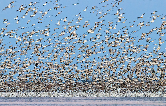 Snow Geese Chaos