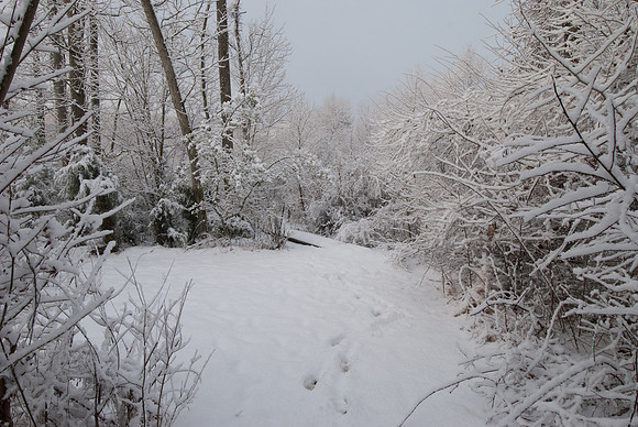 Trail along Powell's Creek
