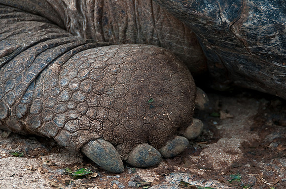 Tortoise Front Foot