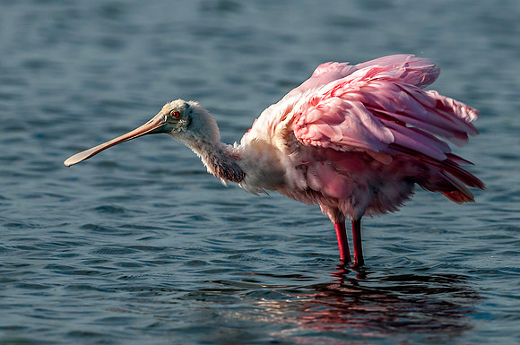 Roseate Spoonbill