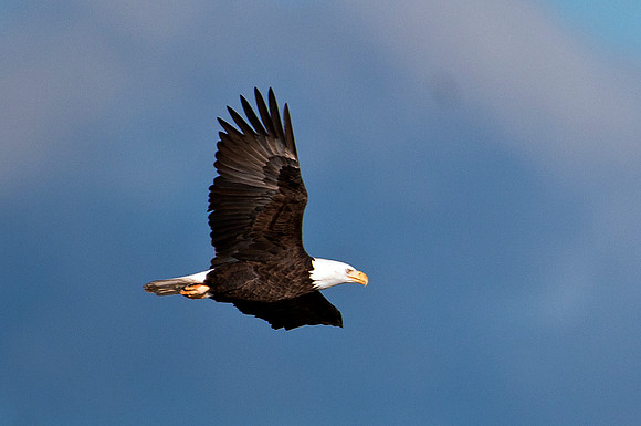 American Bald Eagle