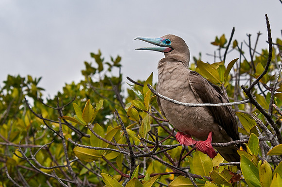 Red-Footed Boobie