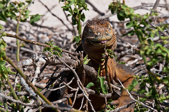 Land Iguana