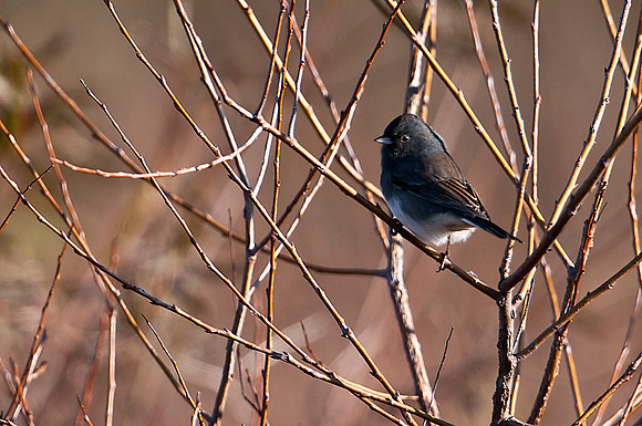 Northern Junco