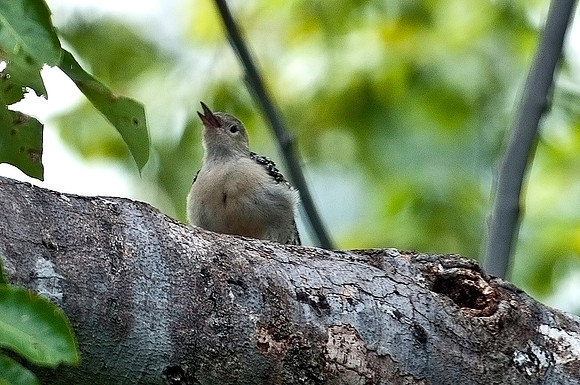 Red Bellied Woodpecker Fledgling