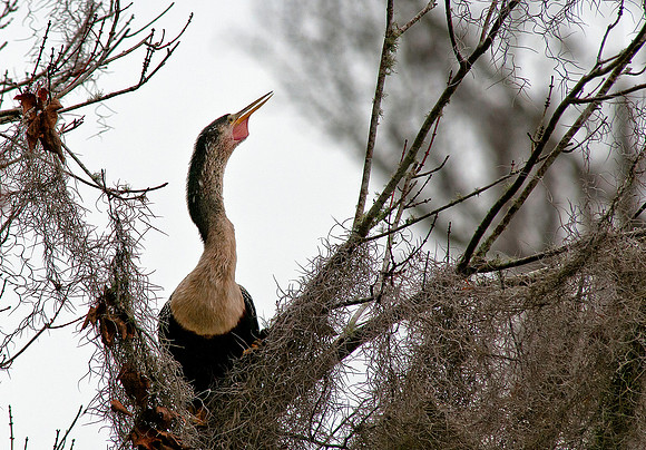 Anhinga