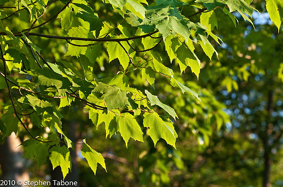 Spring Leaves