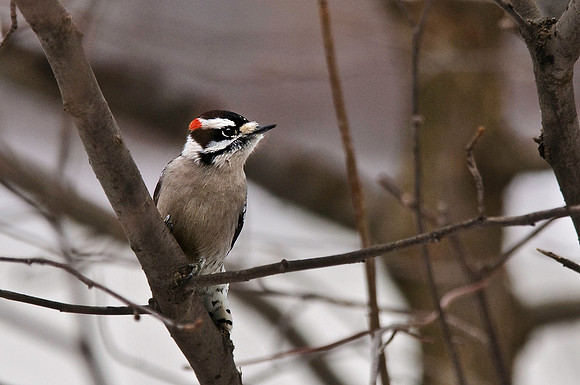 Downy Woodpecker