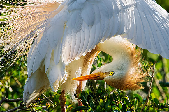 Cattle Egret