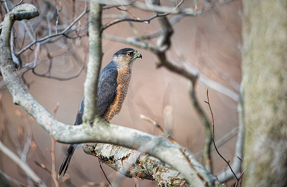 Red-shouldered Hawk
