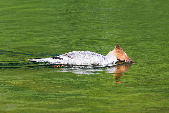Red-breasted Merganser Hunting for Fish