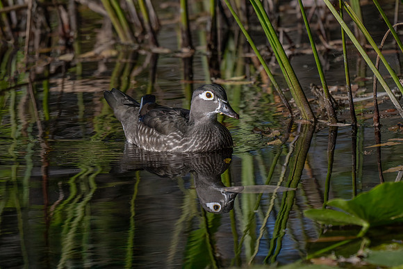 Wood Duck Hen