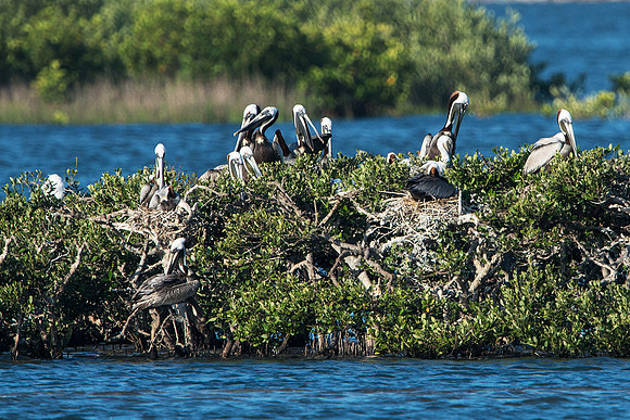 Pelican Island