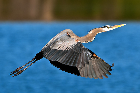 Blue Heron
