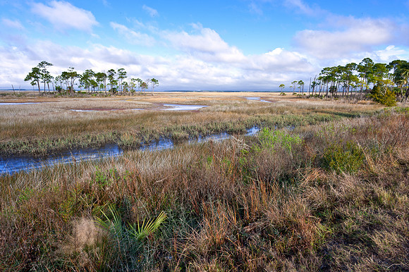 Salt Marsh at Carrabelle 3