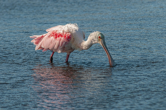Rosetta Spoonbill
