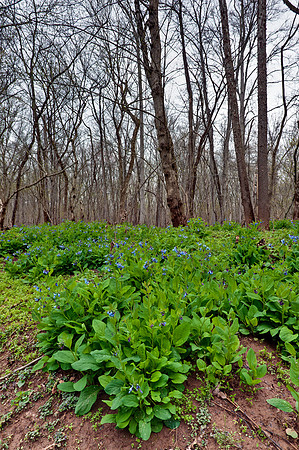 Virginia Bluebells at Merrimac Farm Wildlife Management Area, VA