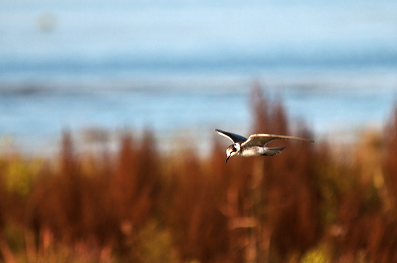 Small Bird FLying Chincoteague