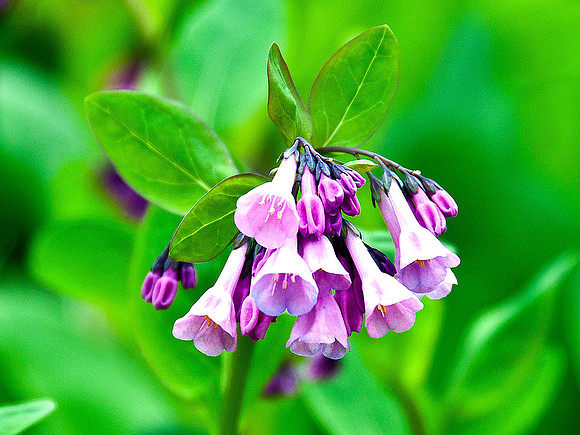 Pink Bluebells