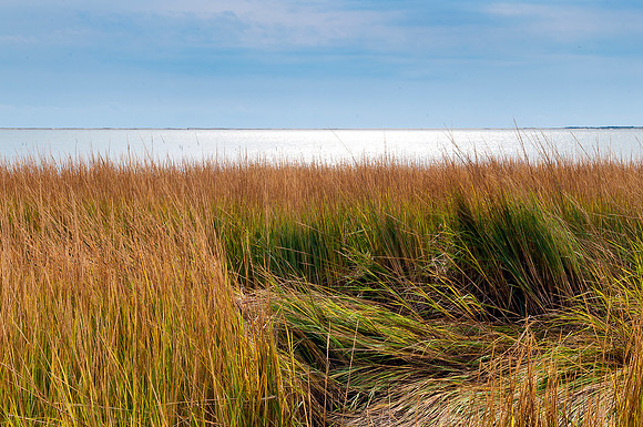 Chincoteague National Wildlife Refuge -- Off of the Woodland Trail