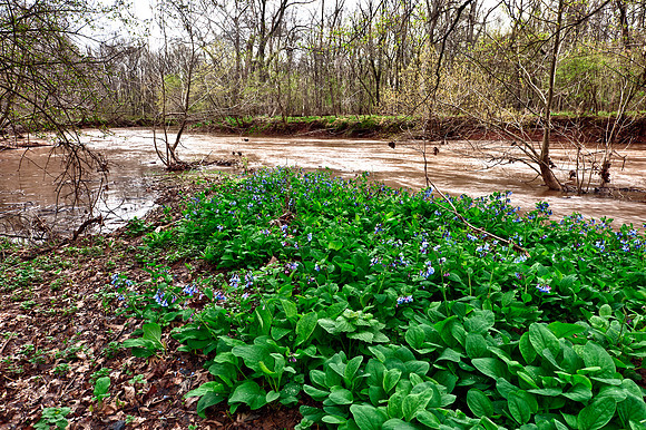 Virginia Bluebells at Merrimac Farm Wildlife Management Area, VA