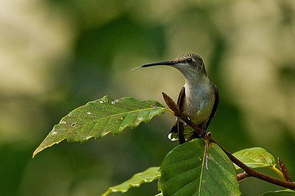 Ruby-Throated Hummingbird