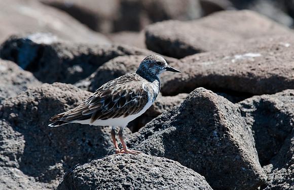 Least Sandpiper