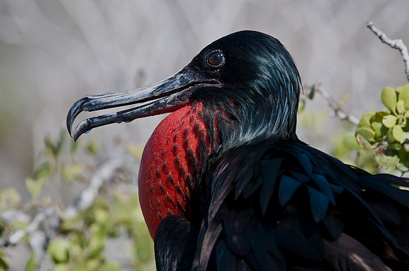 Magnificent Frigatebird