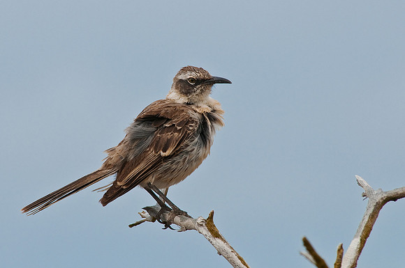 Galapagos Mockingbird