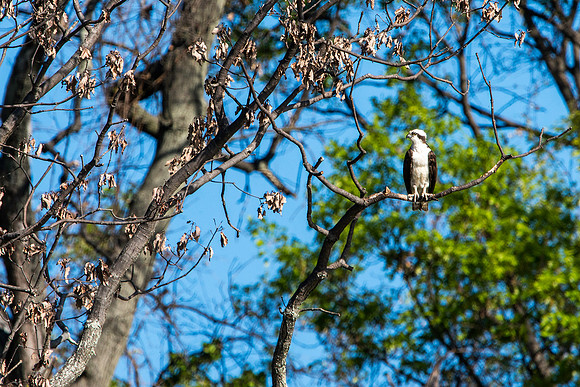 Male Osprey in Tree near Pier