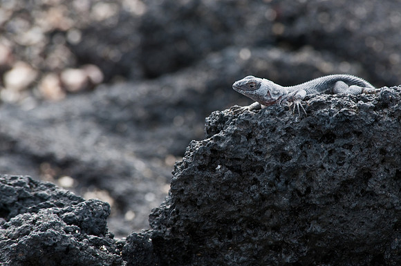 Lava Lizard