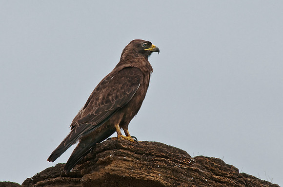 Galapagos Hawk