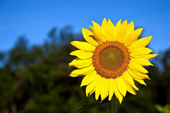 One of Many Sunflowers