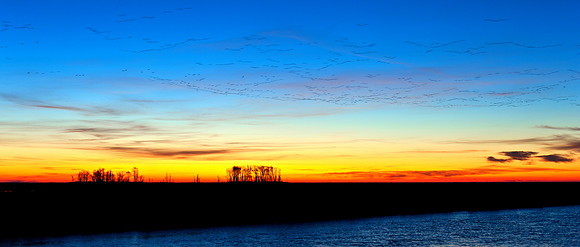 Sunrise and Snow Geese