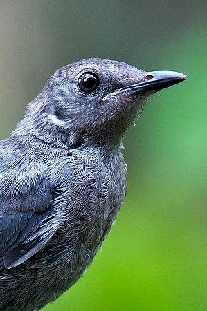 Catbird Up Close and Personal
