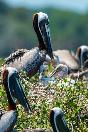 Pelican Chicks