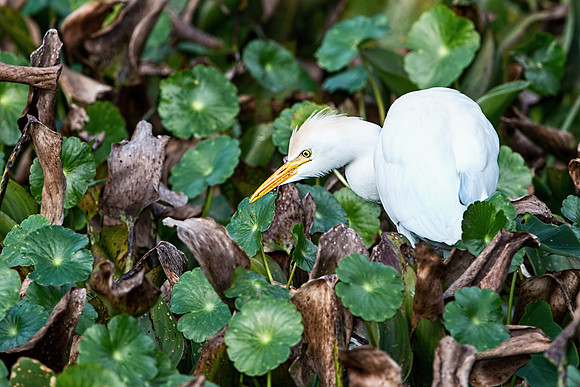 Cattle Egret Hunting on Paynes Prairie