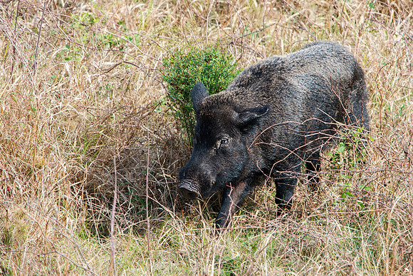 Paynes Prairie Wild Hog