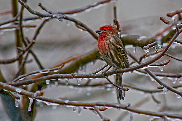 House Finch
