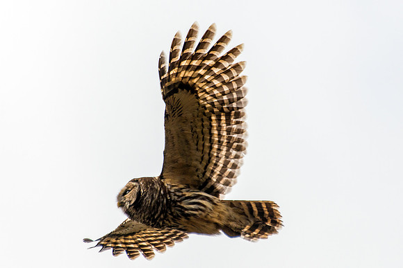 Barred Owl