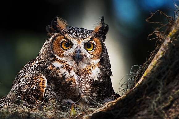 Great Horned Owl in St. Cloud, FL