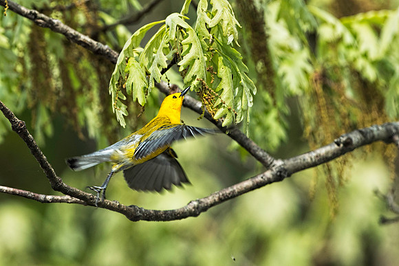 Prothonotary Warbler Leaping into the Air