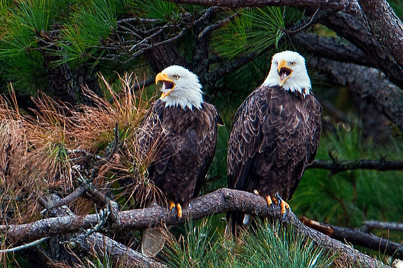 American Bald Eagles