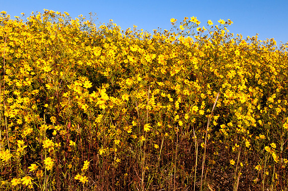 Field of Wild Bristly Sunflowers (Helianthus Hirsutus)