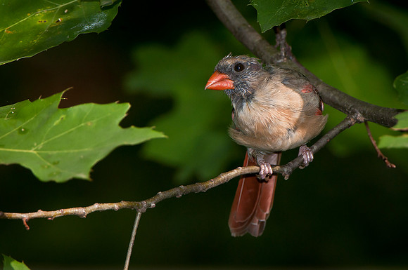 Young Female Cardinal