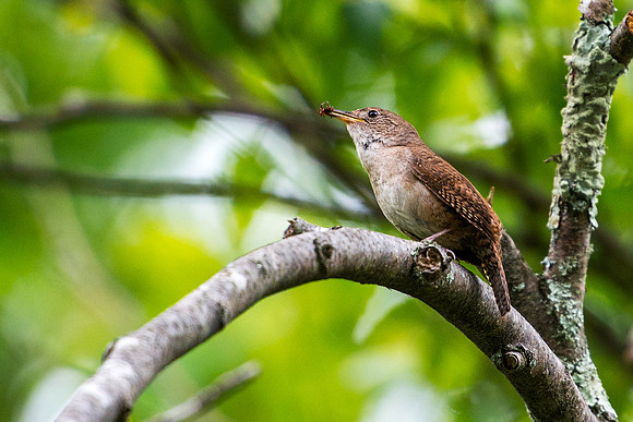 House Wren with Spider