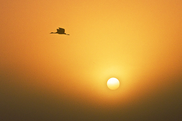 Sandhill Cranes
