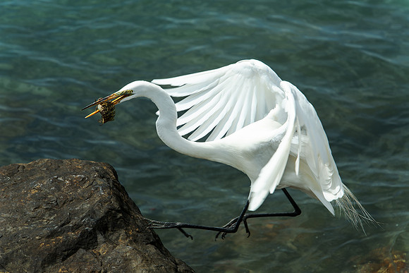 Great White Egret with Fish